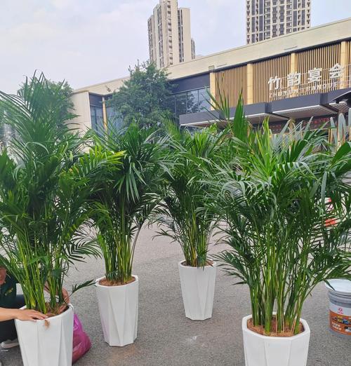 租植物的费用如何计算？租植物价格处理的常见问题有哪些？