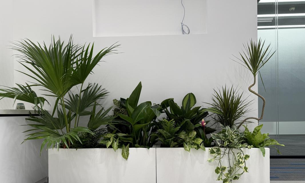 租植物的费用如何计算？租植物价格处理的常见问题有哪些？