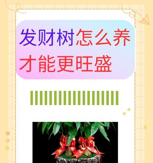 发财树的光照需求是什么？如何提供适宜的光照？