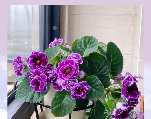 秋季适合种植哪些植物？如何进行秋季植物的养护？
