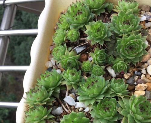 秋季适合种植哪些植物？如何进行秋季植物的养护？