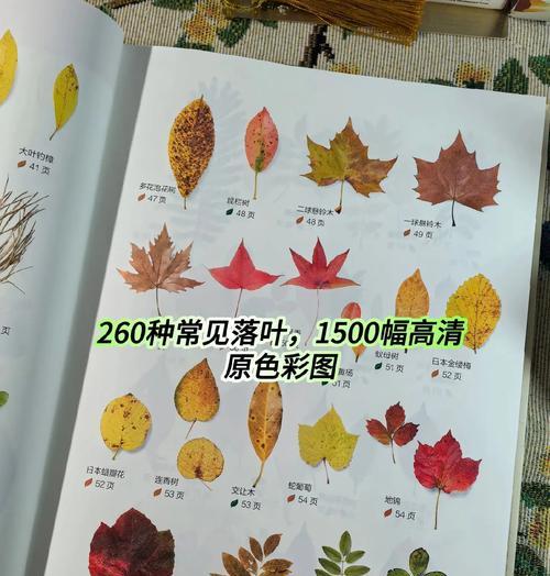 秋季适合种植哪些植物？如何进行秋季植物的养护？