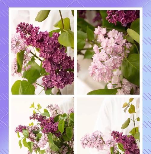 包头市的市花是什么？包头市花的花语和特点是什么？