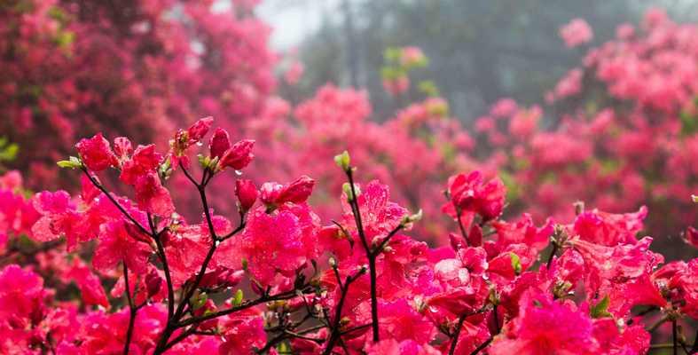 包头市的市花是什么？包头市花的花语和特点是什么？