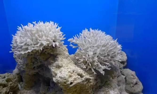 海里能生长哪些类型的花？这些花的特性是什么？