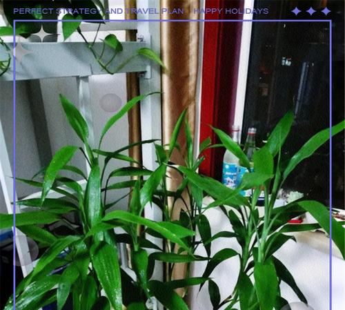 富贵竹冬季防冻和养护要点是什么？