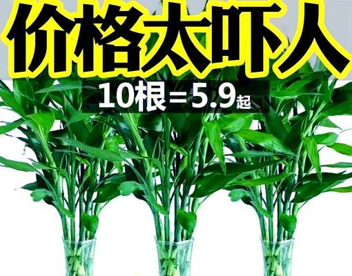 富贵竹冬季防冻和养护要点是什么？