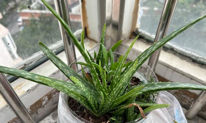 库拉索芦荟种植技巧有哪些？如何确保芦荟茁壮成长？