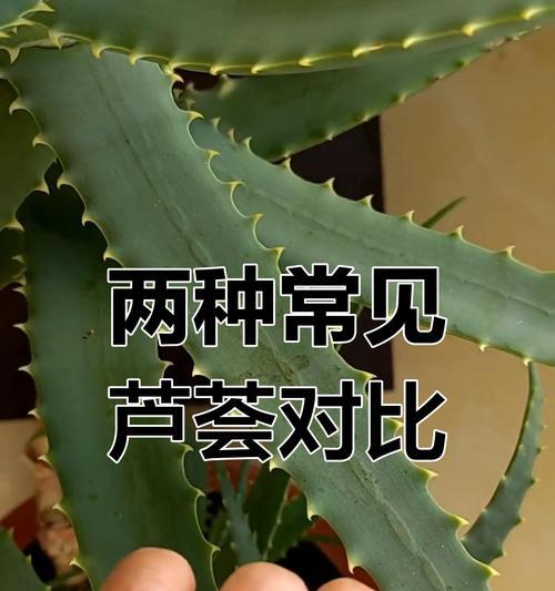 库拉索芦荟种植技巧有哪些？如何确保芦荟茁壮成长？