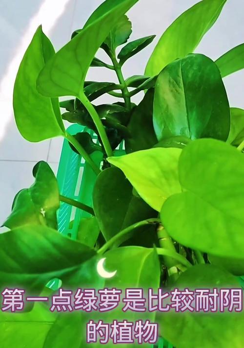 绿萝的养殖方法是什么？怎样让绿萝长得更茂盛？