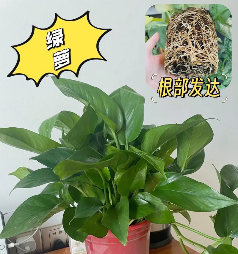 绿萝的养殖方法是什么？怎样让绿萝长得更茂盛？