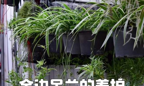 银心吊兰为何长不大？怎样促进生长？