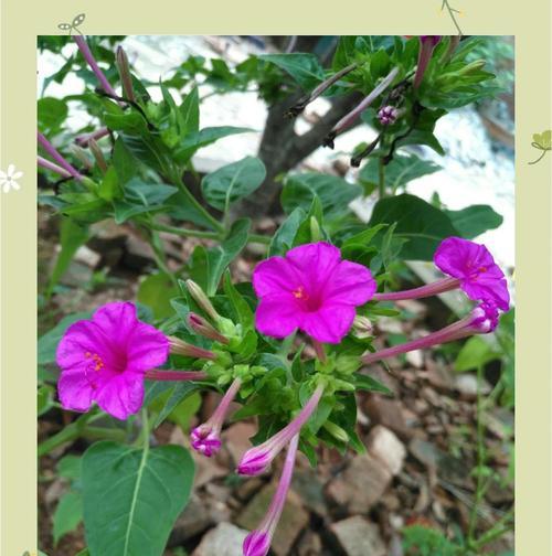 紫茉莉的播种时间和方法是什么？