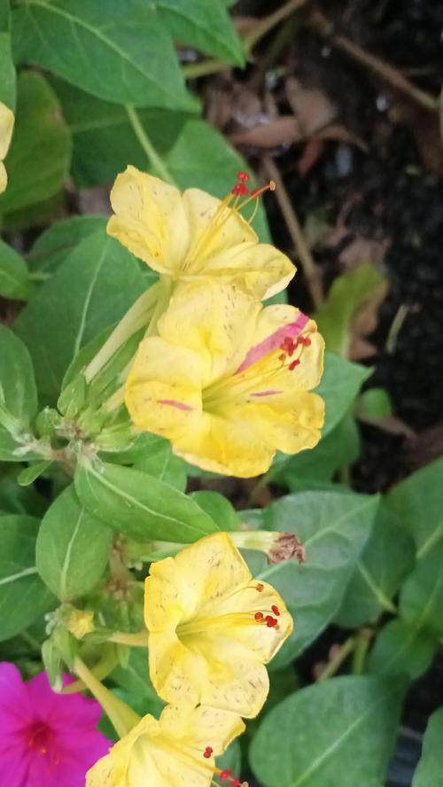 紫茉莉的播种时间和方法是什么？