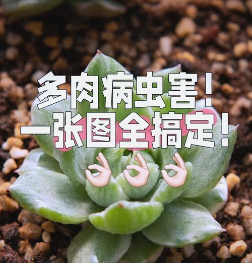多肉黑斑病怎么治？黑斑病的预防方法是什么？