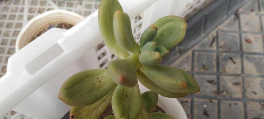 多肉黑斑病怎么治？黑斑病的预防方法是什么？