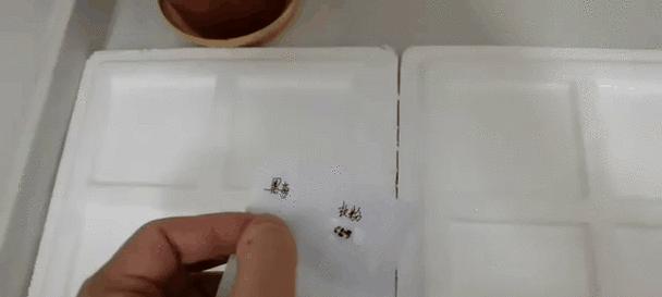 长春花种子播种步骤是什么？