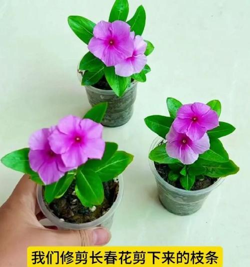 长春花种子播种步骤是什么？