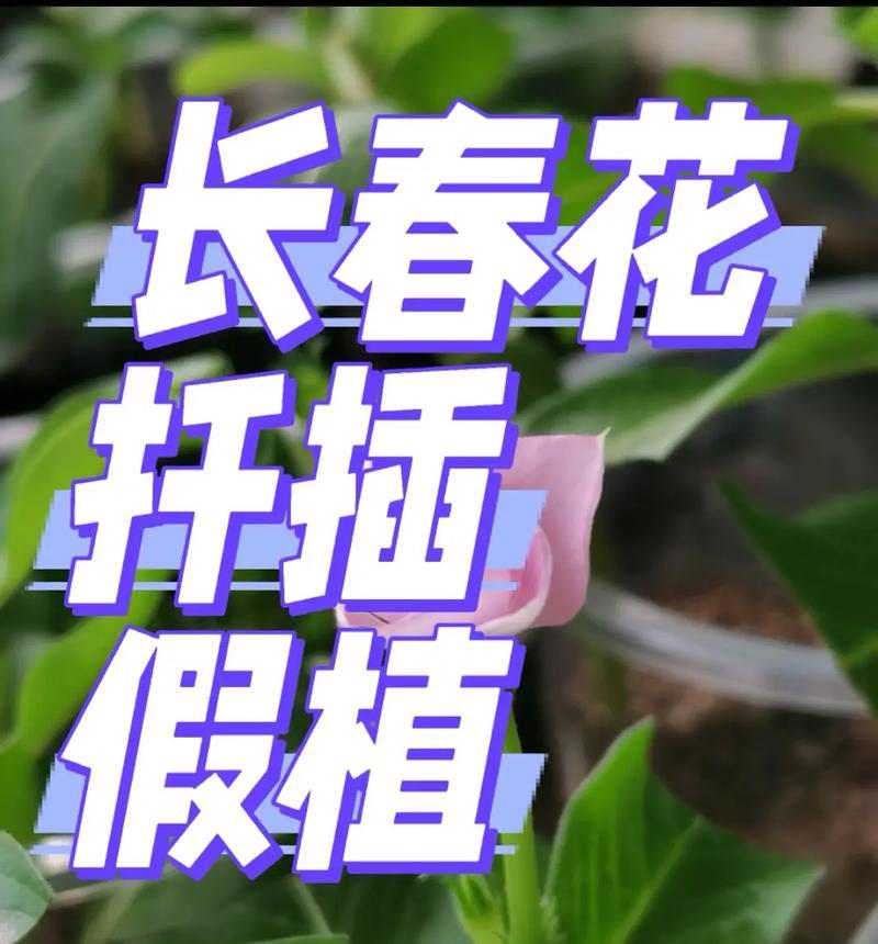 长春花种子播种步骤是什么？