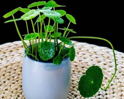 盆景植物怎么养？如何保持盆景植物的美观和健康？