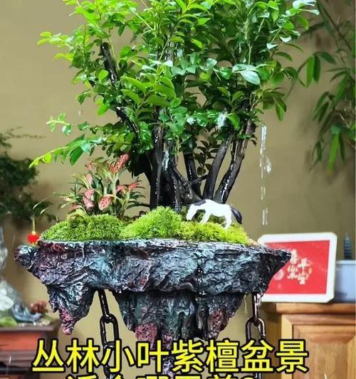 盆景植物怎么养？如何保持盆景植物的美观和健康？