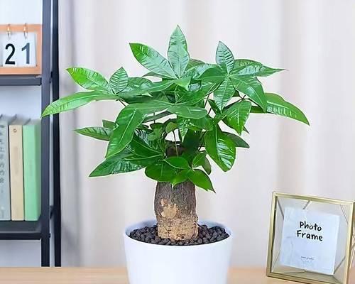 盆景植物怎么养？如何保持盆景植物的美观和健康？