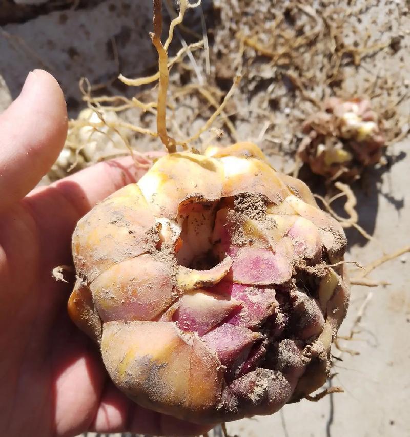 百合种球种植的正确方法是什么？