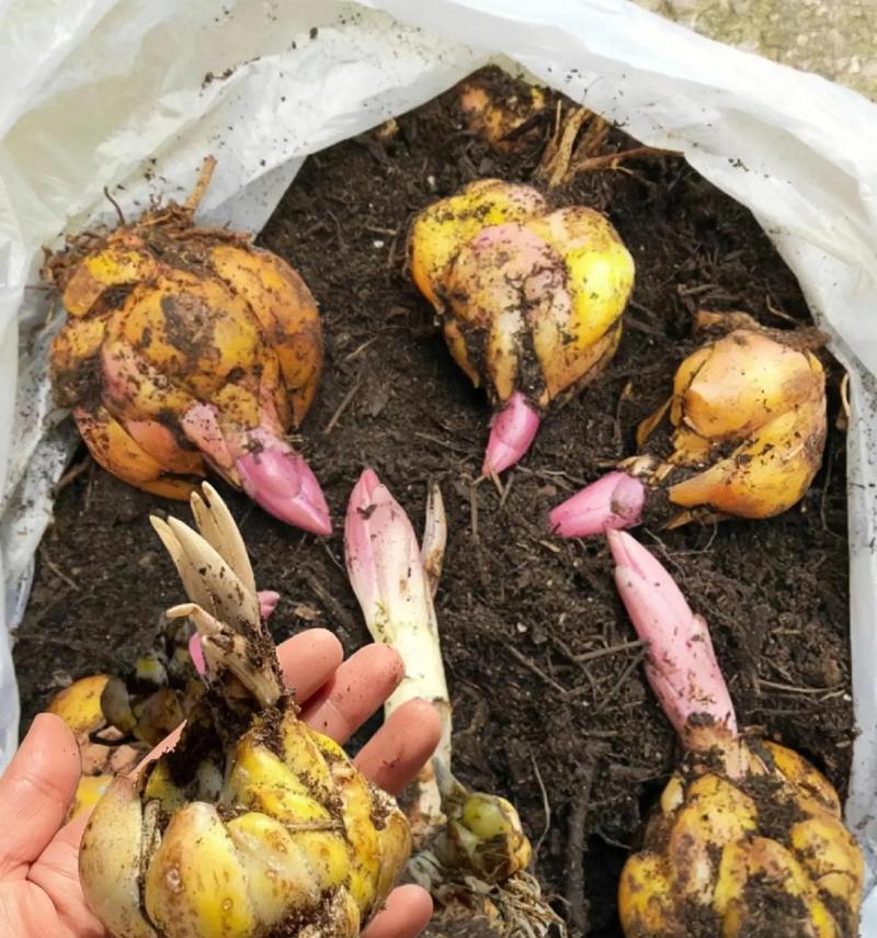 百合种球种植的正确方法是什么？