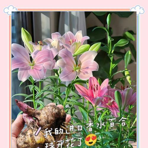 百合种球种植的正确方法是什么？