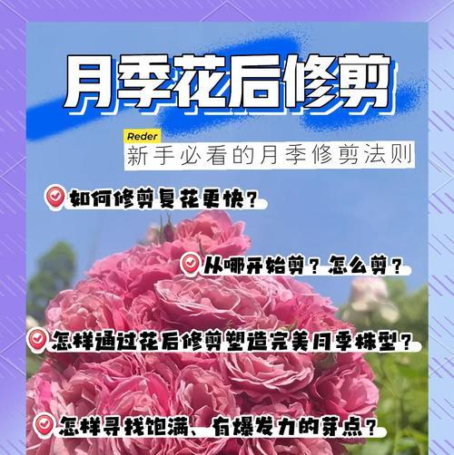 月季花如何修剪？修剪的最佳时机是什么时候？
