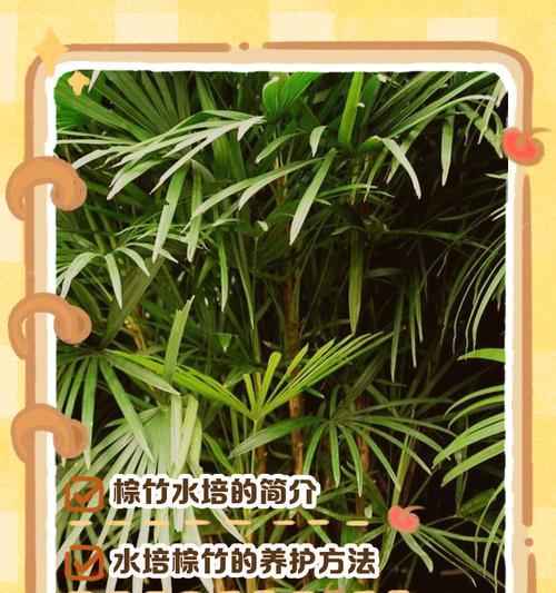 棕竹叶子黄化的原因是什么？如何处理？