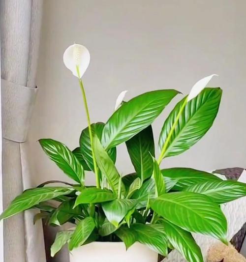 一帆风顺绿花现象的原因是什么？