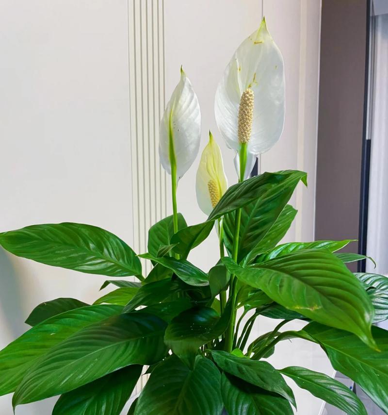 一帆风顺绿花现象的原因是什么？
