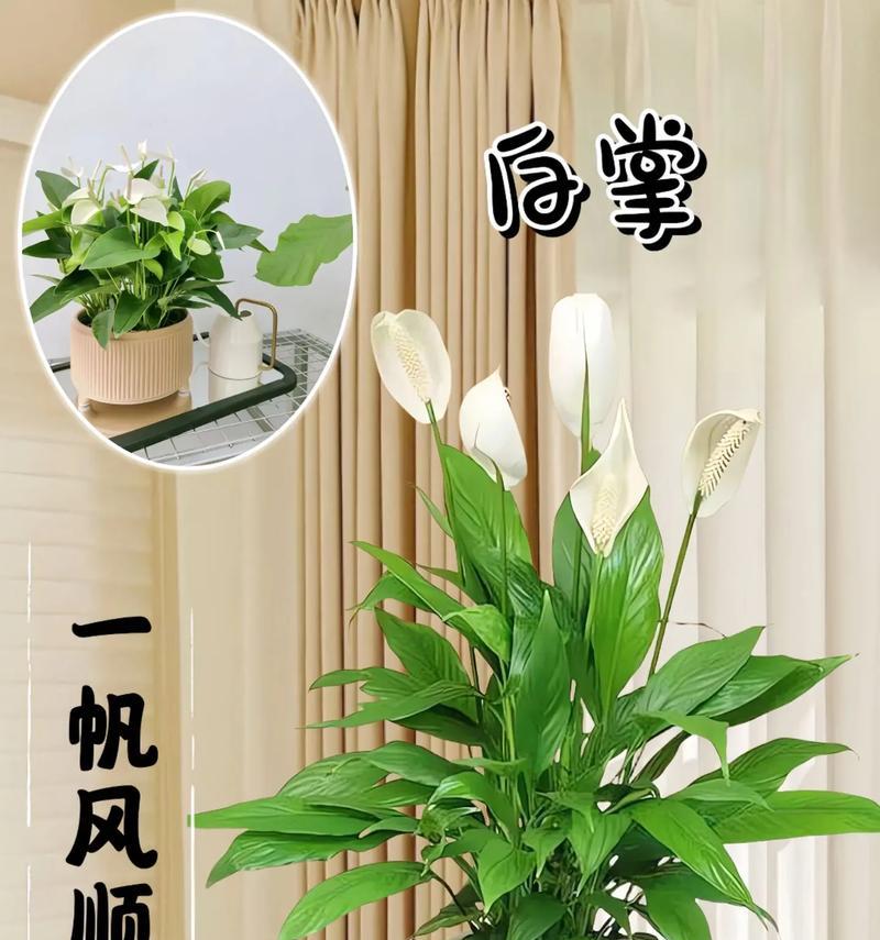 一帆风顺绿花现象的原因是什么？