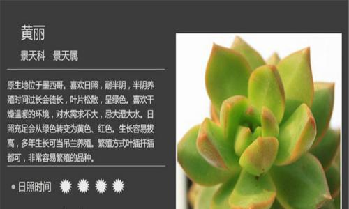 黄丽怎么养？养好黄丽的秘诀是什么？