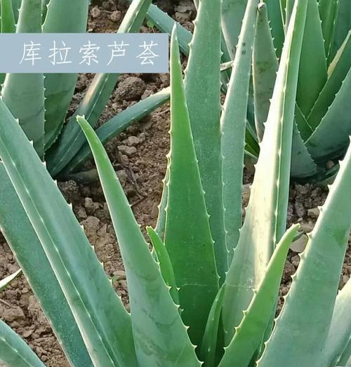 种植芦荟有什么好处？芦荟的多种用途是什么？