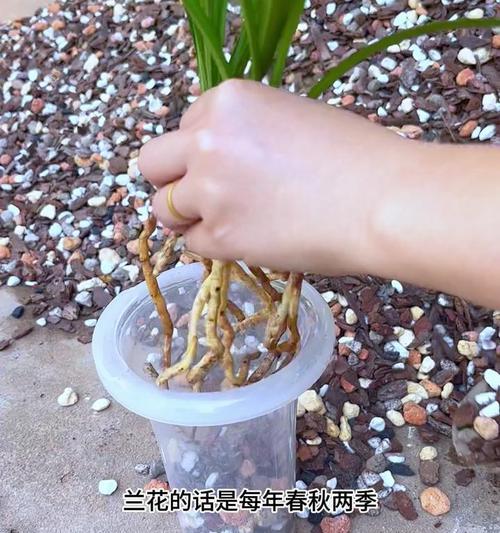 兰花怎么换土？换土的最佳时间和步骤是什么？