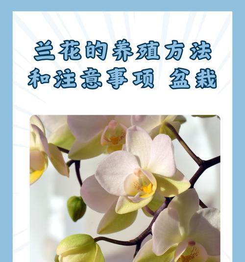 兰花怎么换土？换土的最佳时间和步骤是什么？