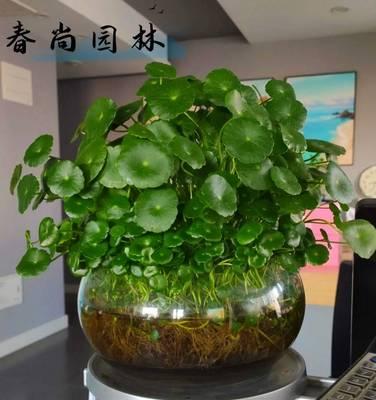 水培花卉的种类有哪些？如何进行水培花卉的日常管理？