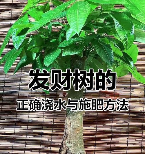 发财树的养殖技巧有哪些？怎样才能养得更健康？