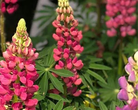鲁冰花的种植方法是什么？如何确保其顺利发芽？