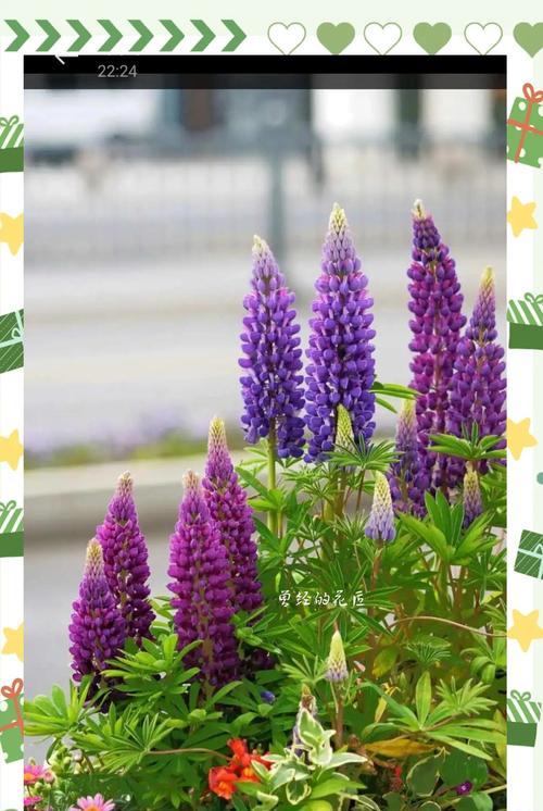 鲁冰花的种植方法是什么？如何确保其顺利发芽？