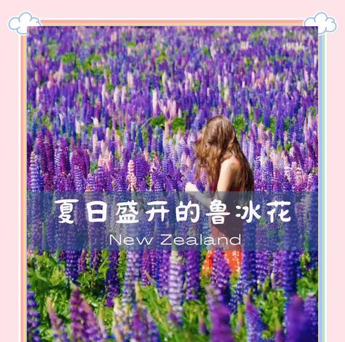 鲁冰花的种植方法是什么？如何确保其顺利发芽？