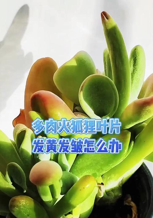肉肉植物掉叶子的原因及处理方法是什么？