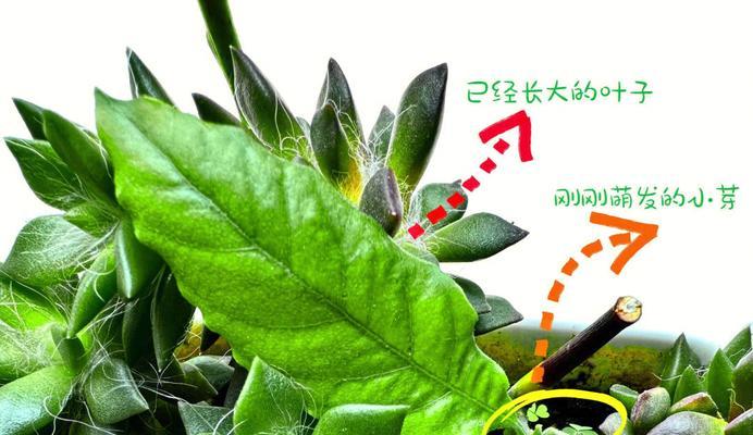 肉肉植物掉叶子的原因及处理方法是什么？