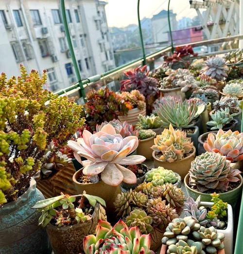 肉肉植物掉叶子的原因及处理方法是什么？