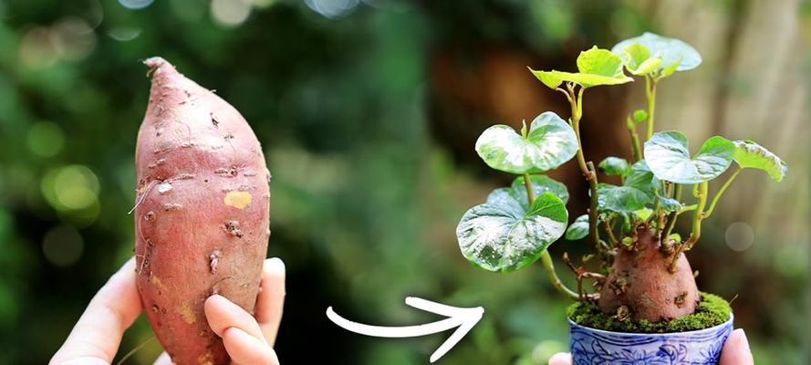 地瓜怎么种植方法盆栽？需要哪些步骤？