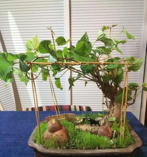 地瓜怎么种植方法盆栽？需要哪些步骤？