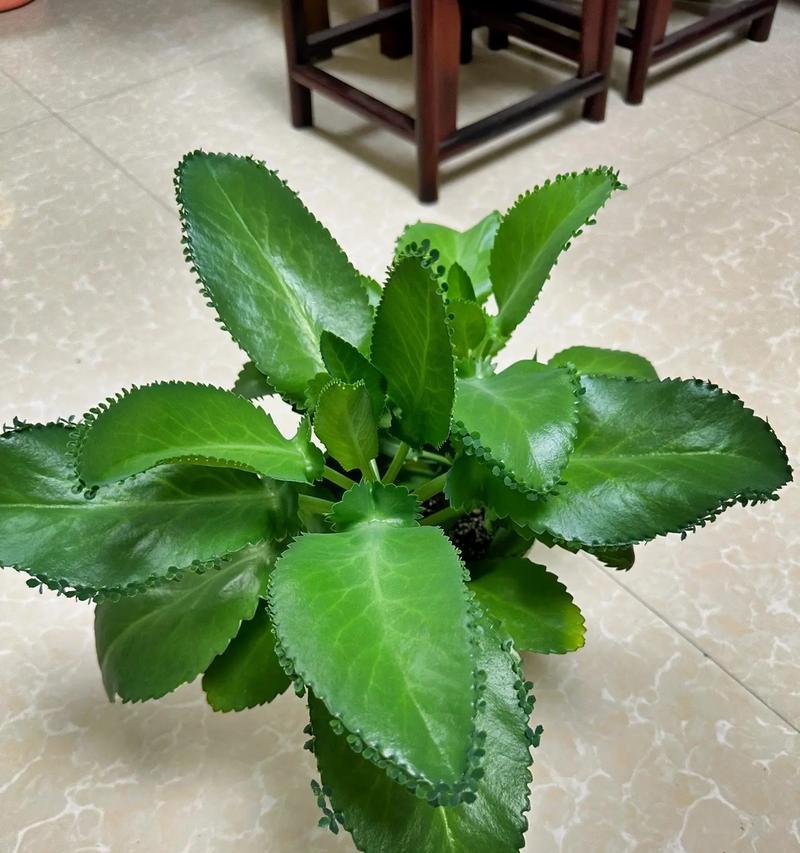 多肉叶子不发芽怎么办？如何正确促进多肉发芽？