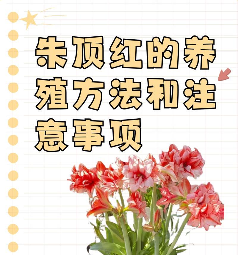 朱顶红在北方冬季如何养护？需要注意哪些问题？